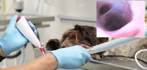 KRUUSE | vScope Flexible Endoscope