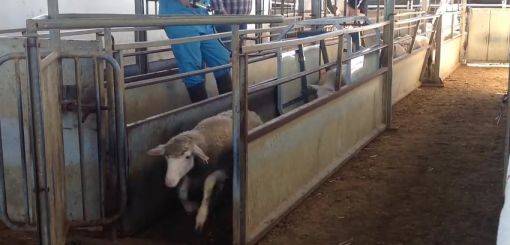 Equipamento de leitura para Identificação Eletrónica RFID em Ovinos e Caprinos - Filme 2