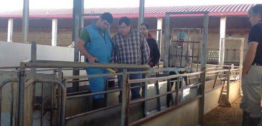 Equipamento de leitura para Identificação Eletrónica RFID em Ovinos e Caprinos - Filme 1